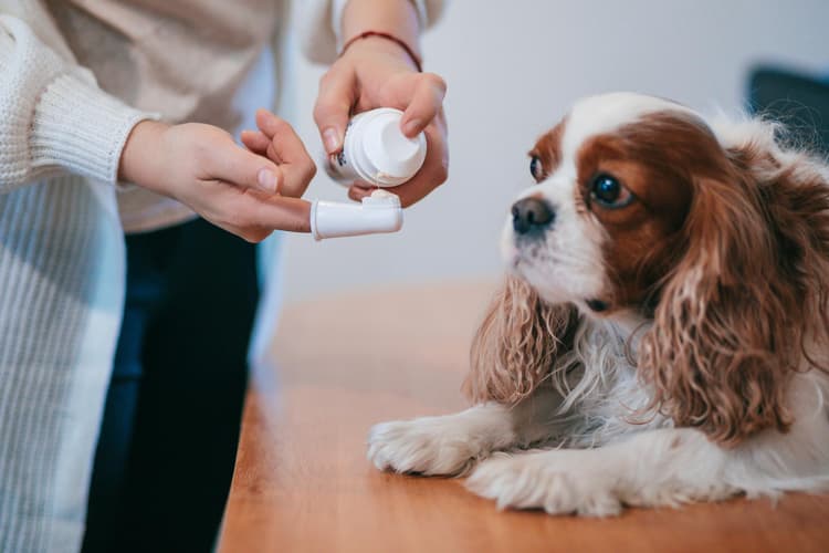 Pet Medications